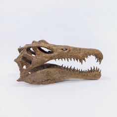 an animal skull with large teeth on a white background in the shape of a dinosaur's head