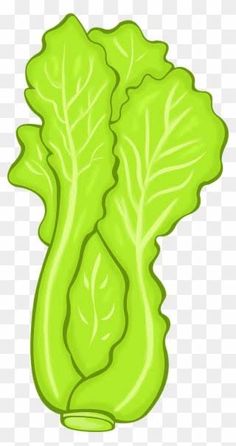 green lettuce clipart on transparent background