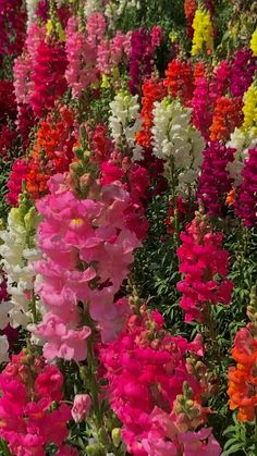 many different colored flowers in a field