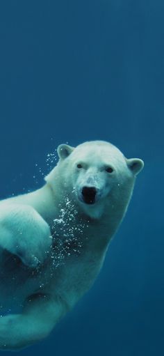 a polar bear swimming in the water