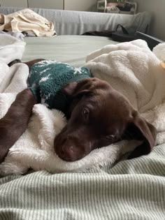 a brown dog laying on top of a bed covered in blankets