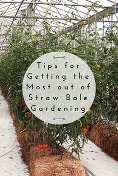 a sign that says tips for getting the most out of straw bale gardening