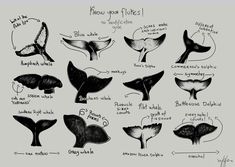 a drawing of different types of whale tails