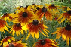 many yellow and red flowers in a garden