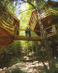 two people standing on a wooden bridge in the middle of a forest with lots of trees