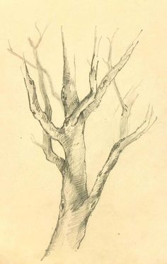 a pencil drawing of a tree with no leaves