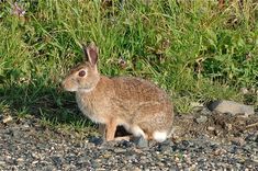 a brown rabbit sitting on top of a gravel road next to grass and rocks with purple flowers in the background