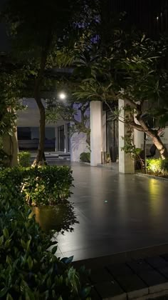 an outdoor area with trees and plants lit up at night