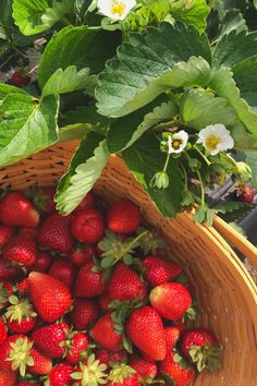 a basket full of strawberries sitting on the ground next to some green leaves and flowers