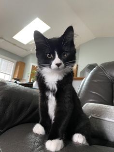 a black and white cat sitting on top of a leather couch in a living room