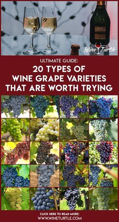 the ultimate guide to wine grape varieties that are worth trying