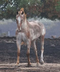 a brown horse standing on top of a dirt field next to a green leafy tree