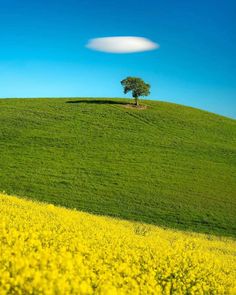 a lone tree sitting on top of a green hill