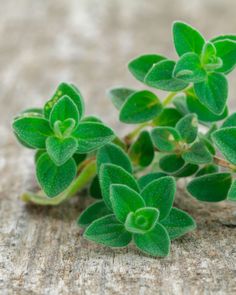 small green plants are growing on the ground