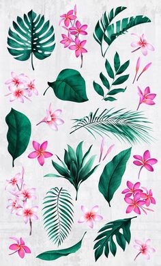 various tropical leaves and flowers on a white background, including pink plumes and green leaves