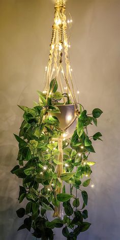 a potted plant with lights hanging from it