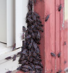 a group of black bugs crawling on the side of a red building window sill