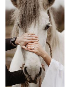 two people petting the nose of a white horse with braids on it's head