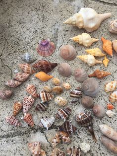 many sea shells are on the ground together