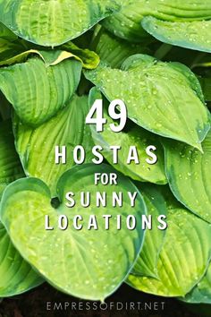 green leaves with the words, 39 hostas for sunny locations