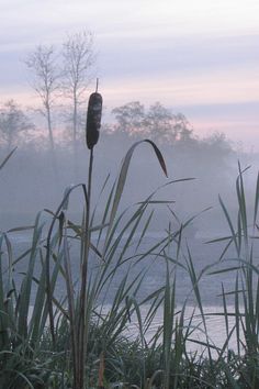 fog hangs over the water and reeds in front of a body of water at dusk