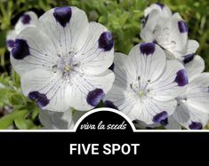 50 Money Plant Flower Seeds - Etsy Nemophila Maculata, Fall Garden Care, Spring City, Zone 2, Heirloom Seeds, Garden Care, Seed Packets