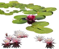 water lilies and lily pads floating on top of green leaves in a pond against a white background