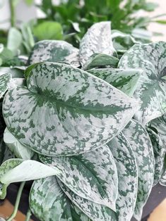 some green and white plants in a pot