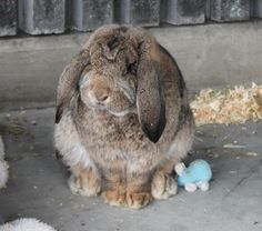 a rabbit sitting on the ground next to a stuffed animal