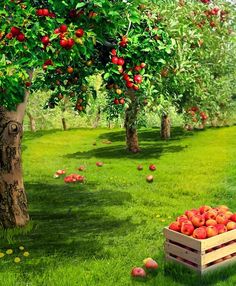 an apple orchard with apples in wooden crates on the ground and grass around them, surrounded by trees