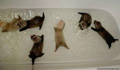 four ferrets in a bathtub with water on the floor