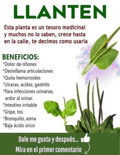 Organic Herbs, Health Info