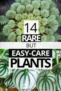 There are so many beautiful rare plants. What are the 14 low-maintenance rare plants? Just click, and you'll receive the answer. This post shows you 14 rare houseplants and a brief care guide to these unique indoor plants. #rareplants #rarehouseplants #uniquehouseplants Rare House Plants, Rare Houseplants, Geraniums Garden, Unique Planters, Popular House Plants, Indoor Flowering Plants, Houseplant Care, Household Plants