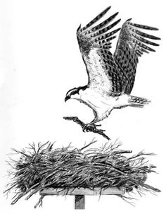 an ostrich is flying over the nest with its wings spread out and it's talon extended