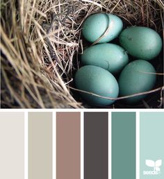 a bird nest filled with blue eggs in the grass and color swatches on each side