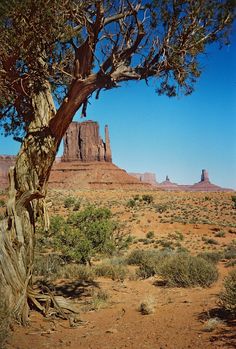 a large tree in the middle of a desert