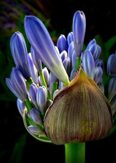 purple flowers are blooming in the dark, with green stems and leaves around them