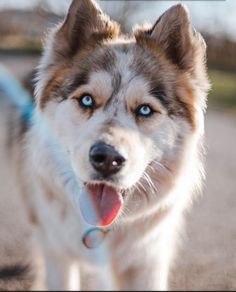 a close up of a dog on a leash with its mouth open and tongue out