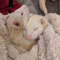 two white ferrets cuddle together in a blanket on the floor next to each other