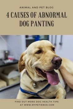 a dog with its tongue out and the words 4 cause of abnormal dog panting