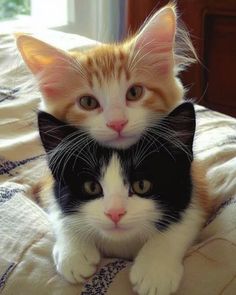 two cats sitting on top of each other on a bed