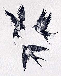 three black and white birds flying in the air