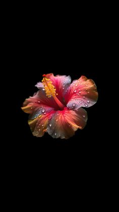 a pink flower with water droplets on it's petals in the night sky,