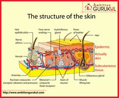 the structure of the skin labeled