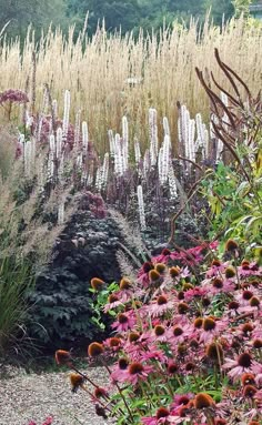 an assortment of flowers and plants in a garden