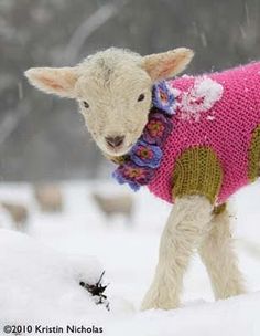 a baby sheep wearing a pink sweater in the snow