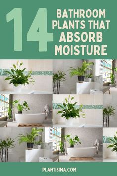 Mold problems? Say no more. Learn all about 15 bathroom plants that absorb moisture plus look great in your home. You will love these! Plant In Bathroom Small Spaces, Bathroom Small Plants, Plants For Laundry Room, Plant Ideas For Bathroom, Bathroom Decor Ideas Plants, Best Plants For Bathroom With No Window, Plants In Bathroom Ideas Small Spaces, Bathroom Decor Plants Small Spaces, Small Plants For Bathroom