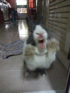 a rabbit is sitting on the floor and yawning