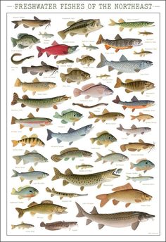 a poster with different types of fish on it