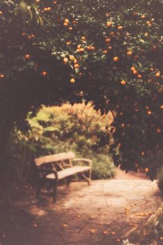 an orange tree filled with lots of oranges next to a park bench and walkway